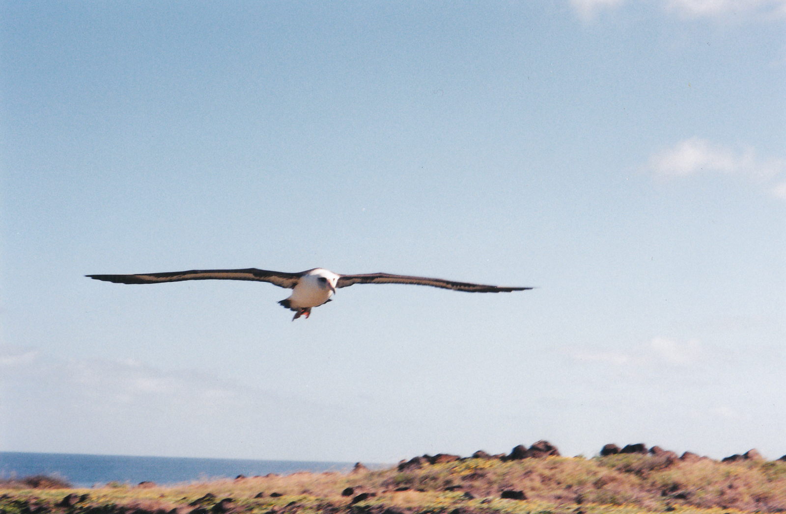 Laysan Albatross Flyby