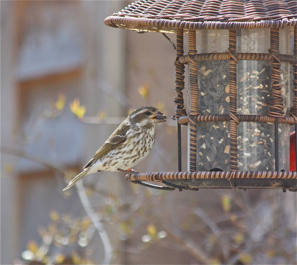 RoseBreastedGrosbeakFemale