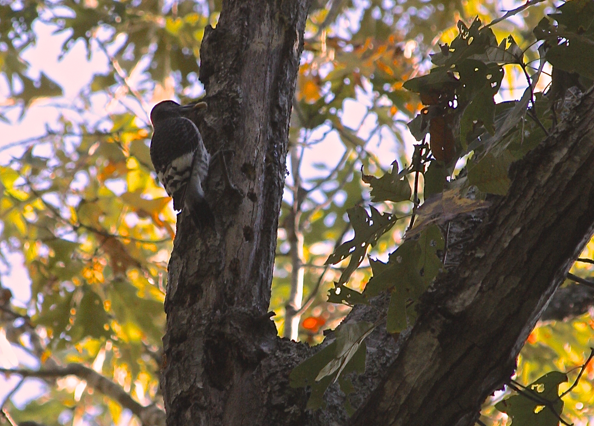 Red Headed Woodpecker Granary Behaviors