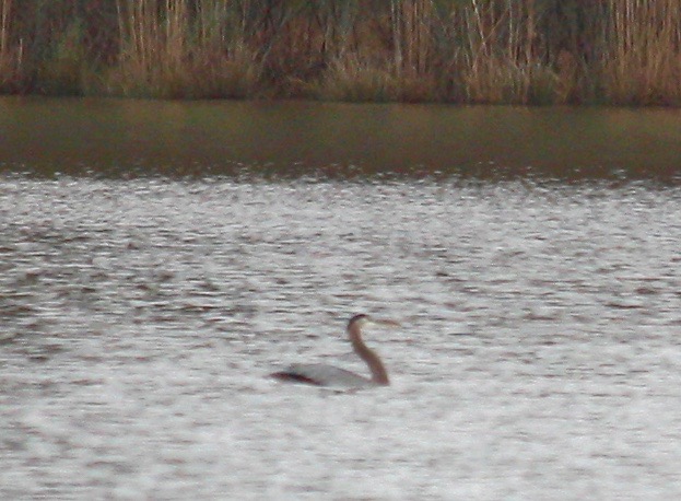 Heron vs Seagull - 1 of 4