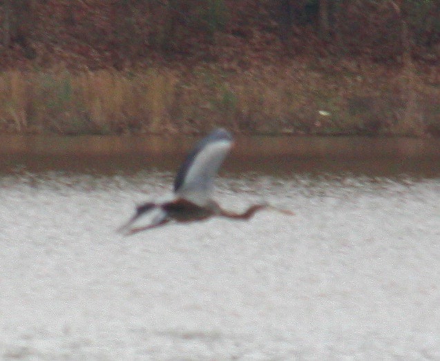 Heron vs Seagull - 2 of 4